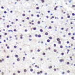 Immunohistochemistry - Anti-Aly/Ref Antibody (A15063) - Antibodies.com