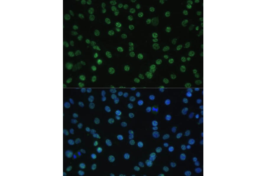 Immunofluorescence - Anti-Aly/Ref Antibody (A15063) - Antibodies.com