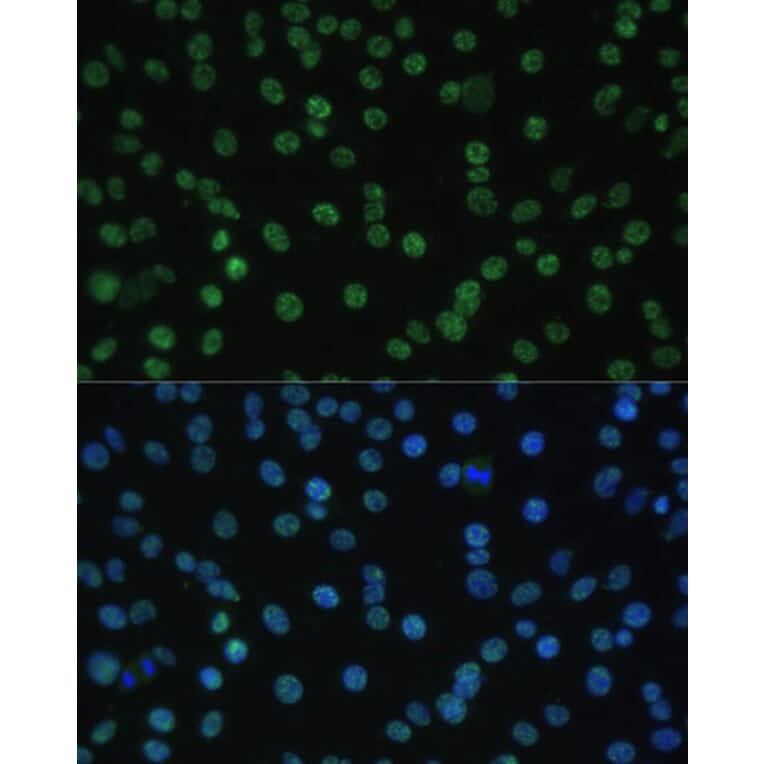 Immunofluorescence - Anti-Aly/Ref Antibody (A15063) - Antibodies.com