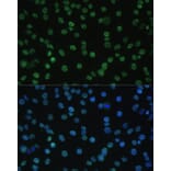 Immunofluorescence - Anti-Aly/Ref Antibody (A15063) - Antibodies.com