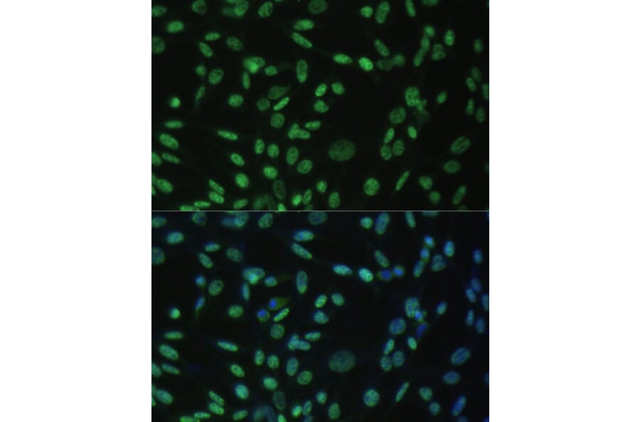 Immunofluorescence - Anti-Aly/Ref Antibody (A15063) - Antibodies.com