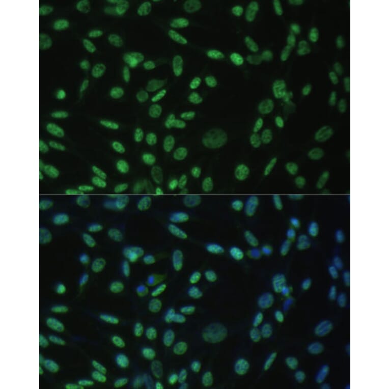 Immunofluorescence - Anti-Aly/Ref Antibody (A15063) - Antibodies.com