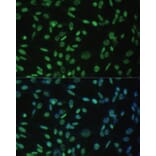 Immunofluorescence - Anti-Aly/Ref Antibody (A15063) - Antibodies.com