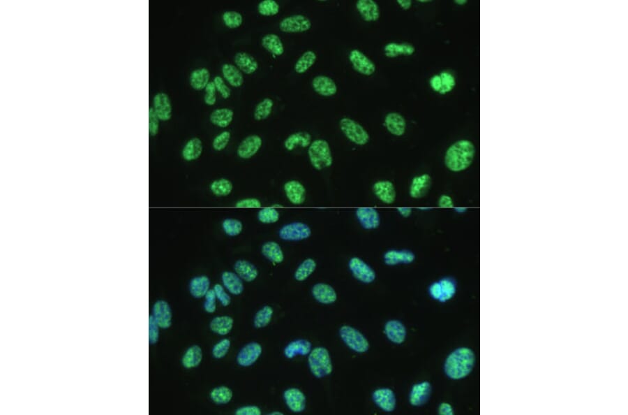 Immunofluorescence - Anti-Aly/Ref Antibody (A15063) - Antibodies.com