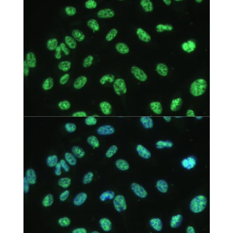 Immunofluorescence - Anti-Aly/Ref Antibody (A15063) - Antibodies.com