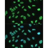 Immunofluorescence - Anti-Aly/Ref Antibody (A15063) - Antibodies.com