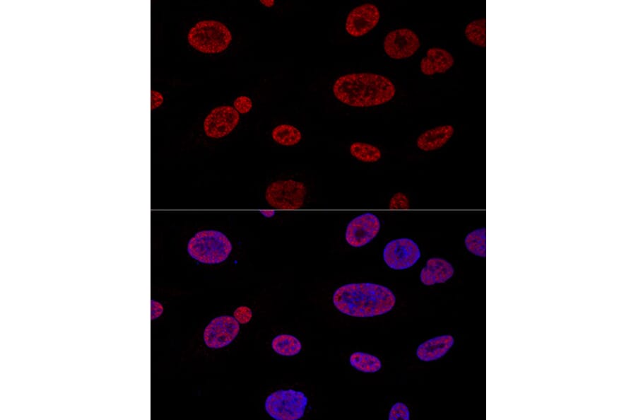 Immunofluorescence - Anti-Aly/Ref Antibody (A15063) - Antibodies.com