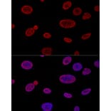 Immunofluorescence - Anti-Aly/Ref Antibody (A15063) - Antibodies.com