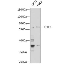 Western Blot - Anti-Elav-type RNA-binding protein ETR3 Antibody (A15064) - Antibodies.com