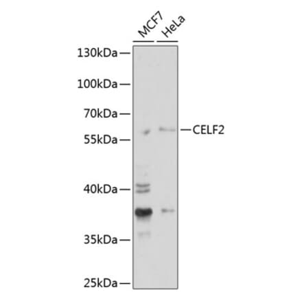 Western Blot - Anti-Elav-type RNA-binding protein ETR3 Antibody (A15064) - Antibodies.com