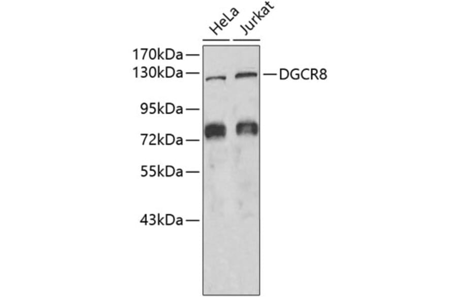 Western Blot - Anti-DGCR8 Antibody (A6019) - Antibodies.com