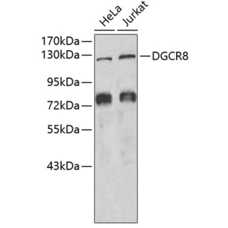 Western Blot - Anti-DGCR8 Antibody (A6019) - Antibodies.com