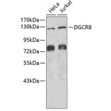Western Blot - Anti-DGCR8 Antibody (A6019) - Antibodies.com