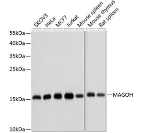 Western Blot - Anti-MAGOH Antibody (A15066) - Antibodies.com