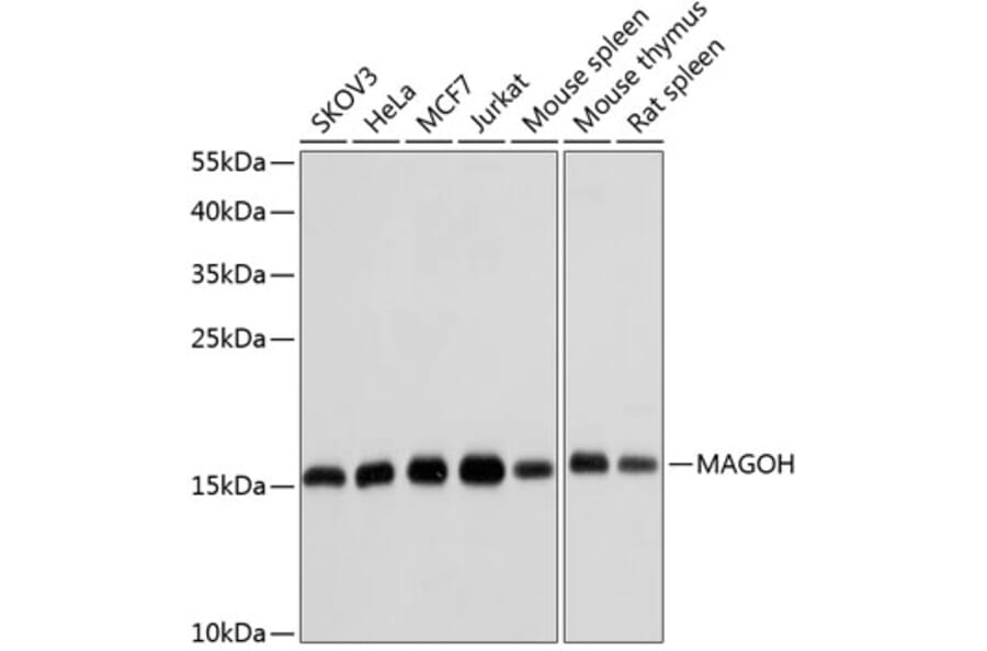 Western Blot - Anti-MAGOH Antibody (A15066) - Antibodies.com