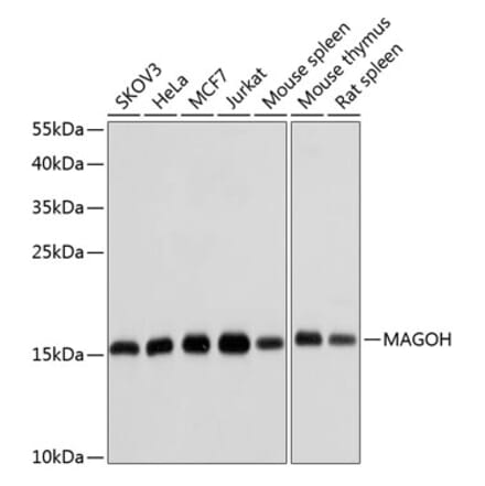 Western Blot - Anti-MAGOH Antibody (A15066) - Antibodies.com