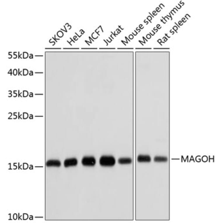 Western Blot - Anti-MAGOH Antibody (A15066) - Antibodies.com
