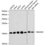 Western Blot - Anti-MAGOH Antibody (A15066) - Antibodies.com
