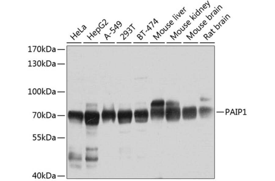 Western Blot - Anti-PAIP1 Antibody (A15067) - Antibodies.com