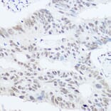 Immunohistochemistry - Anti-PRPF8/Prp8 Antibody (A15068) - Antibodies.com