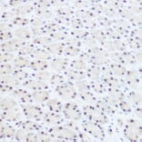 Immunohistochemistry - Anti-PRPF8/Prp8 Antibody (A15068) - Antibodies.com