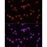 Immunofluorescence - Anti-PRPF8/Prp8 Antibody (A15068) - Antibodies.com