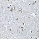 Immunohistochemistry - Anti-PTBP2 Antibody (A15069) - Antibodies.com