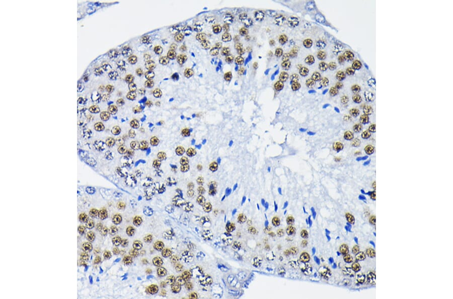 Immunohistochemistry - Anti-PTBP2 Antibody (A15069) - Antibodies.com