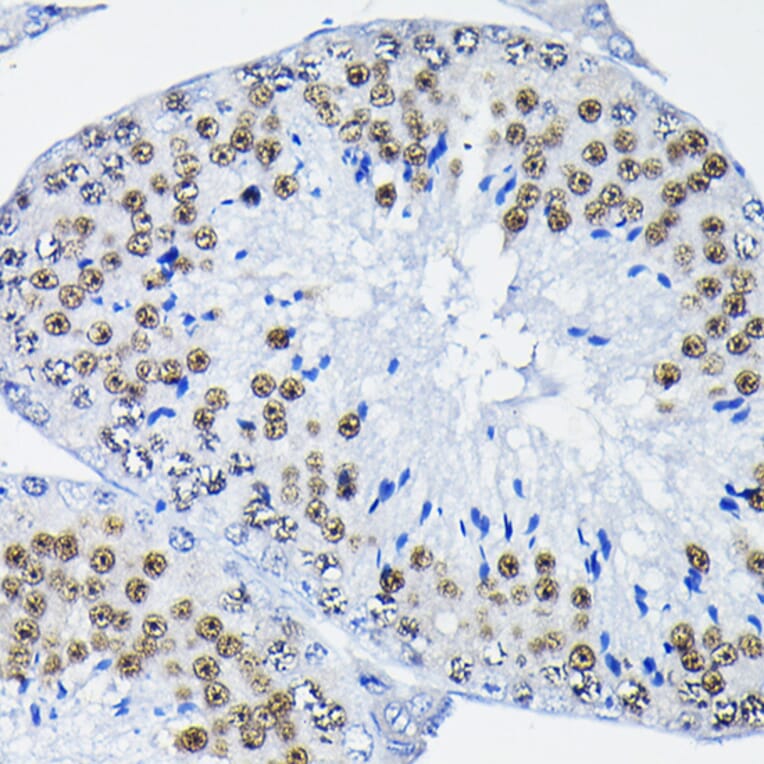 Immunohistochemistry - Anti-PTBP2 Antibody (A15069) - Antibodies.com