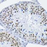 Immunohistochemistry - Anti-PTBP2 Antibody (A15069) - Antibodies.com
