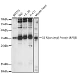 Western Blot - Anti-RPS6 Antibody (A15070) - Antibodies.com