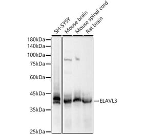 Western Blot - Anti-ELAVL3 Antibody (A15071) - Antibodies.com