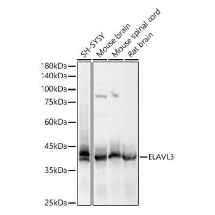 Western Blot - Anti-ELAVL3 Antibody (A15071) - Antibodies.com