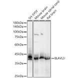 Western Blot - Anti-ELAVL3 Antibody (A15071) - Antibodies.com