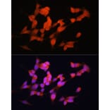 Immunofluorescence - Anti-ELAVL3 Antibody (A15071) - Antibodies.com