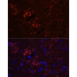 Immunofluorescence - Anti-ELAVL3 Antibody (A15071) - Antibodies.com