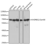 Western Blot - Anti-SAM68 Antibody (A15072) - Antibodies.com