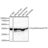 Western Blot - Anti-Cystathionase/CTH Antibody (A15075) - Antibodies.com
