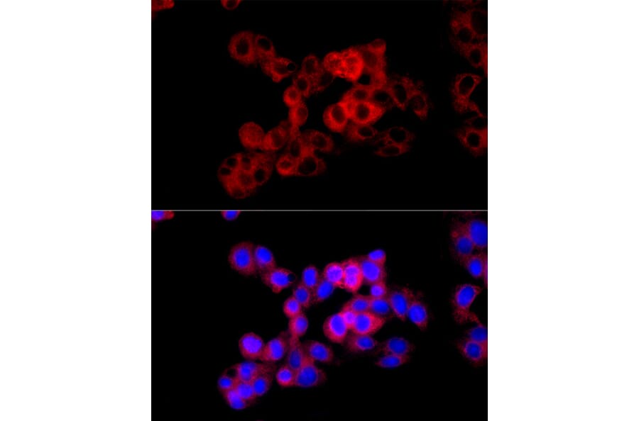 Immunofluorescence - Anti-Cystathionase/CTH Antibody (A15075) - Antibodies.com