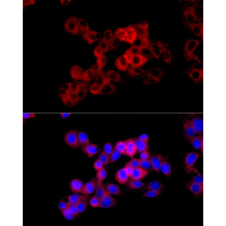 Immunofluorescence - Anti-Cystathionase/CTH Antibody (A15075) - Antibodies.com