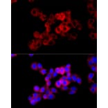 Immunofluorescence - Anti-Cystathionase/CTH Antibody (A15075) - Antibodies.com