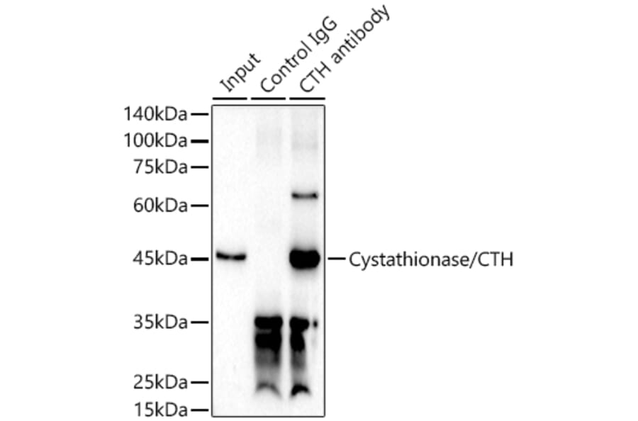 Western Blot - Anti-Cystathionase/CTH Antibody (A15075) - Antibodies.com