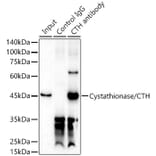 Western Blot - Anti-Cystathionase/CTH Antibody (A15075) - Antibodies.com