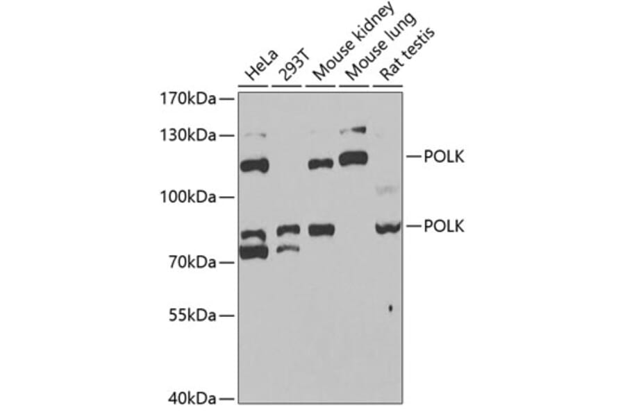 Western Blot - Anti-DNA Polymerase Kappa / POLK Antibody (A15076) - Antibodies.com