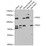 Western Blot - Anti-DNA Polymerase Kappa / POLK Antibody (A15076) - Antibodies.com