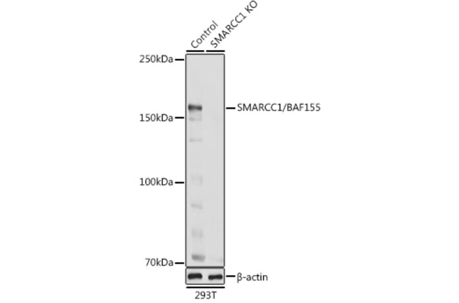 Western Blot - Anti-SMARCC1/BAF155 Antibody (A15079) - Antibodies.com