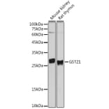 Western Blot - Anti-GSTZ1 Antibody (A15080) - Antibodies.com