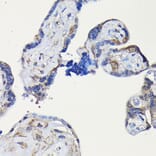 Immunohistochemistry - Anti-ErbB4/HER4 Antibody (A15081) - Antibodies.com