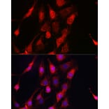 Immunofluorescence - Anti-ErbB4/HER4 Antibody (A15081) - Antibodies.com