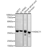 Western Blot - Anti-HDAC11/HD11 Antibody (A15084) - Antibodies.com